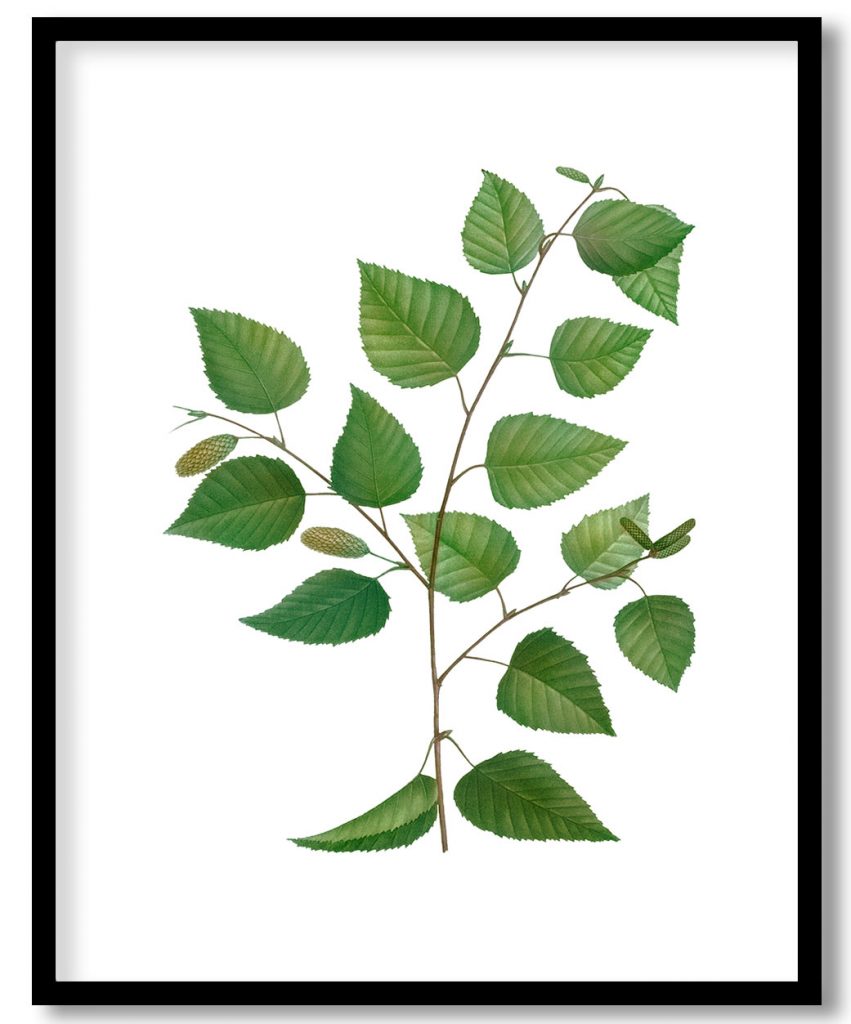 Paper birch, Betula excelsa from Treatise On Trees And Shrubs Grown In Open Ground In France