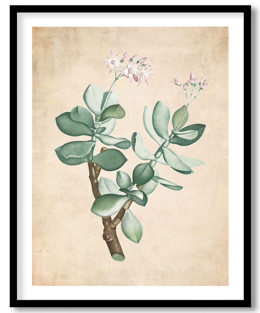 Crassula Portulacea - Pressed Vintage Botanical