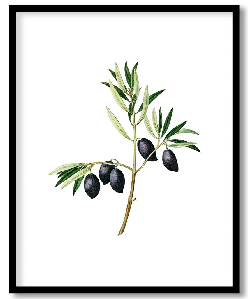 Olive branch by Pierre Joseph Redouté