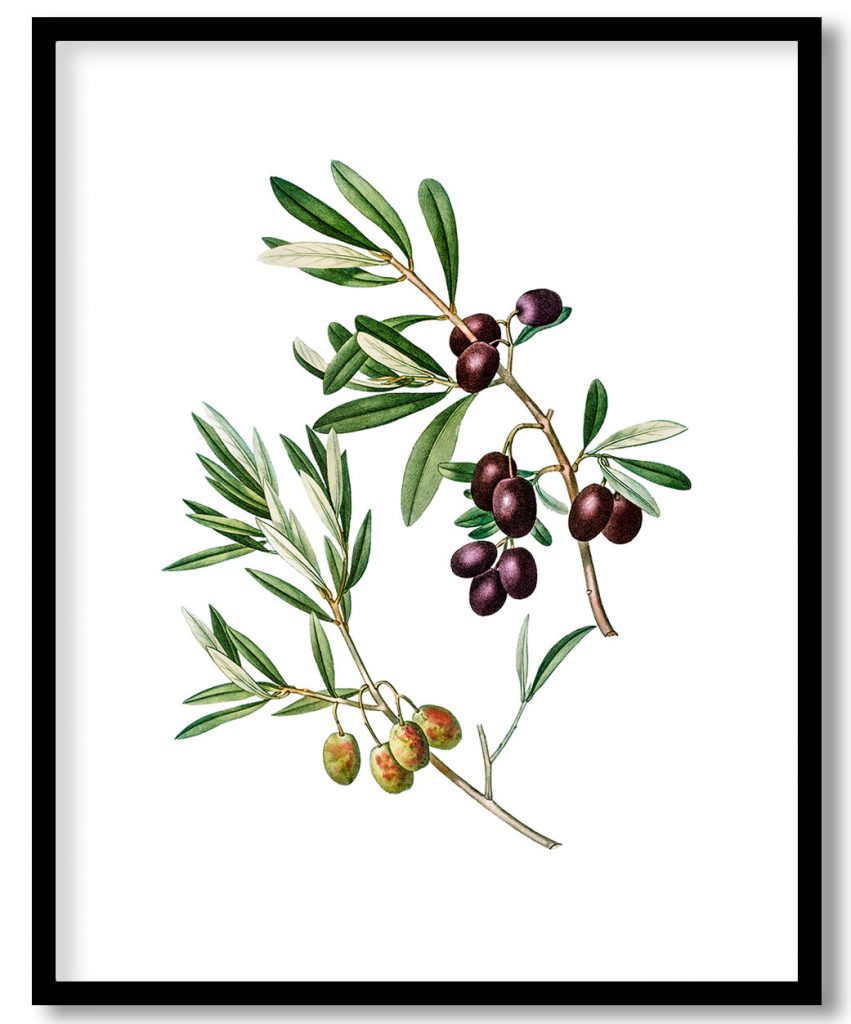 Olive (Olea Europæa) from Treatise On Trees And Shrubs Grown In Open Ground In France #23
