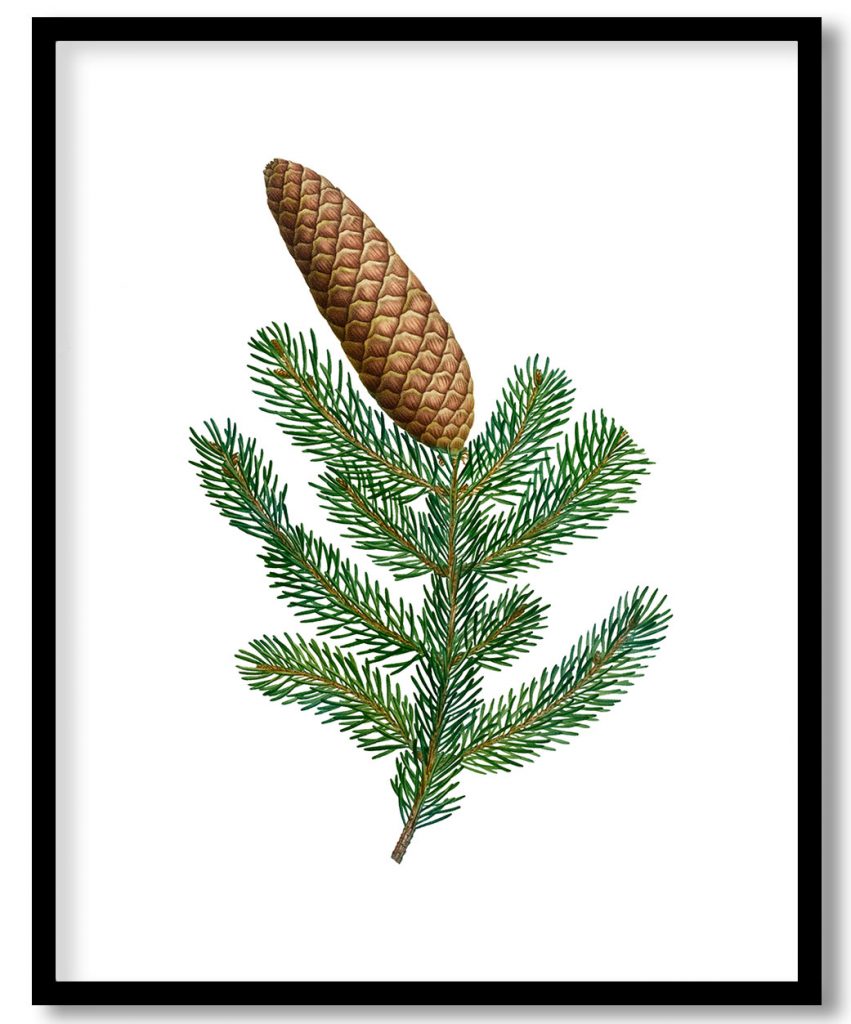 Ocimum Grandiflorum Stirpes Novae aut Minus Cognitae (1784) by Pierre Joseph Redouté