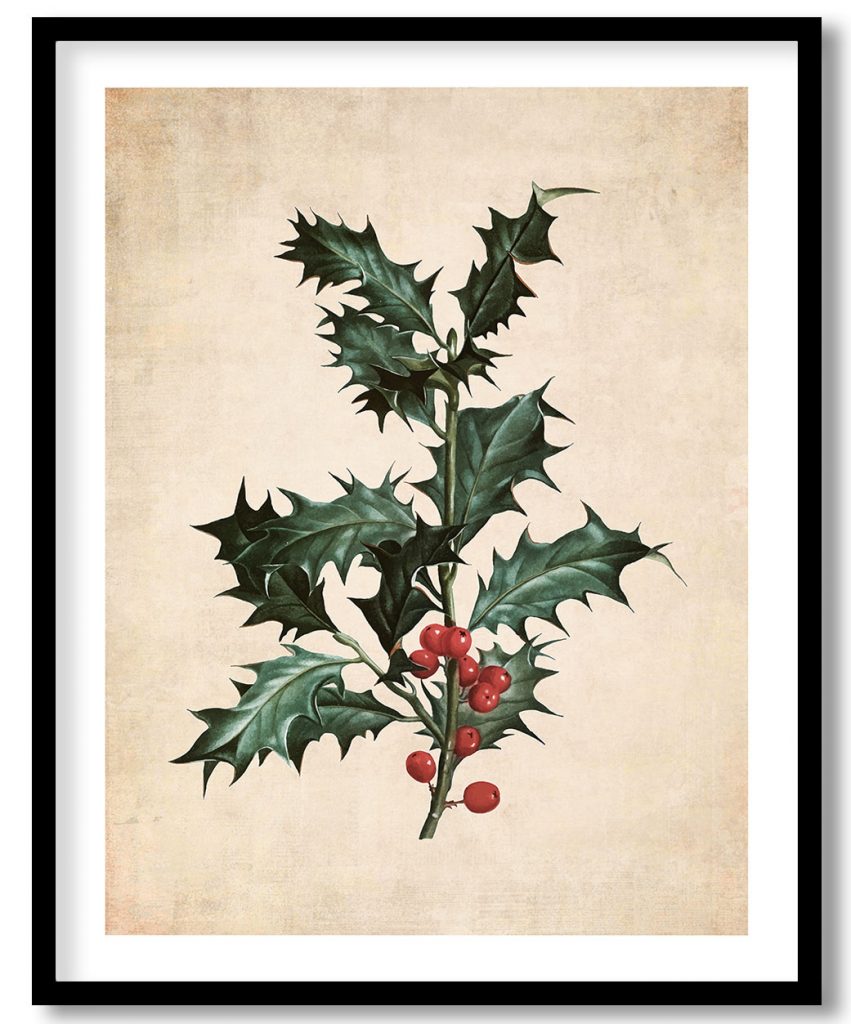 common holly branch - Pressed Vintage Botanical