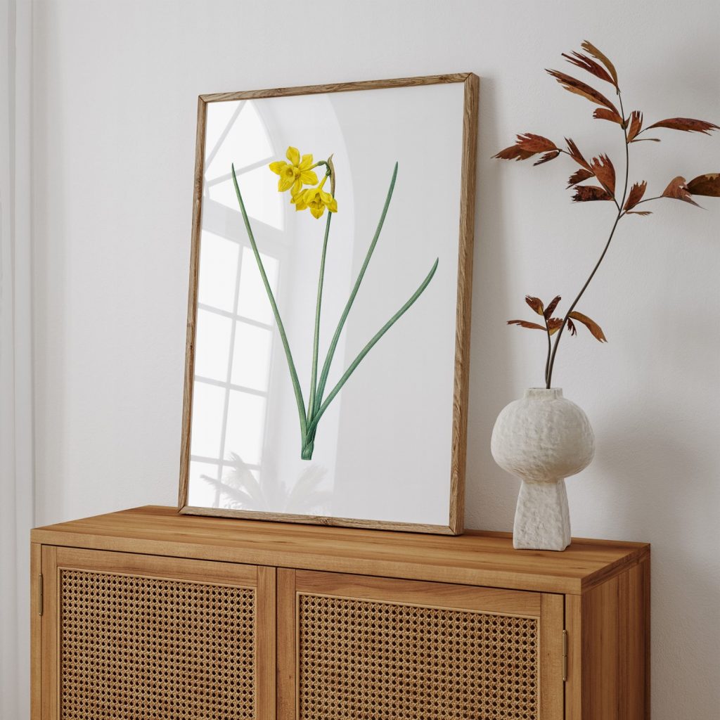 Narcissus odorus from Les liliacées (1805) by Pierre Joseph Redouté