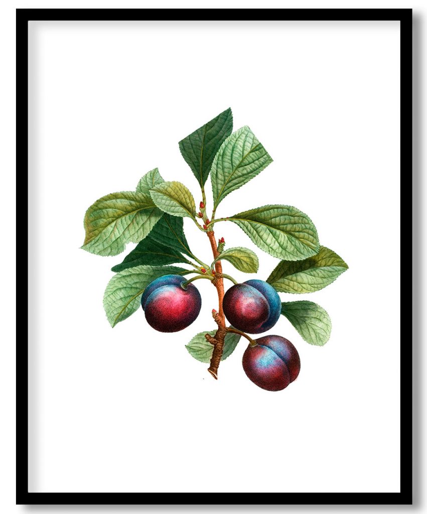 Myrobalan plum (Prunus Myrobalana) from Treatise On Trees And Shrubs Grown In Open Ground In France