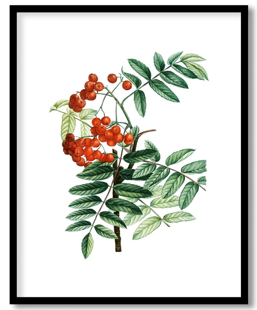 Mountain ash (Sorbus aucuparia) from Treatise On Trees And Shrubs Grown In Open Ground In France