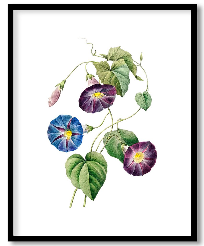 Morning glory flower botanical by Pierre Joseph Redouté