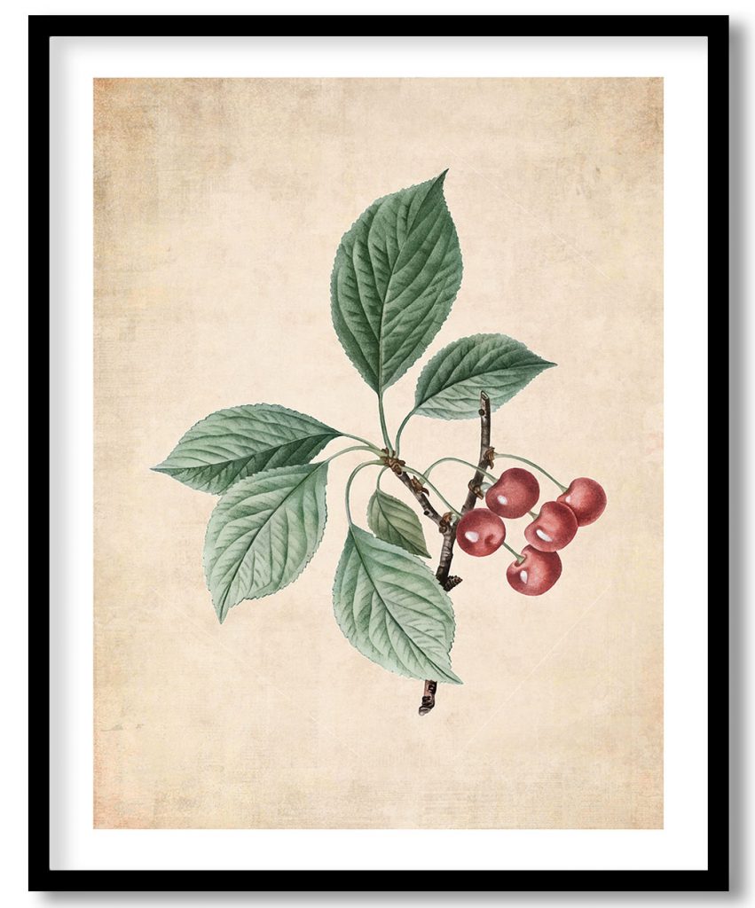cherry branch plant - Pressed Vintage Botanical