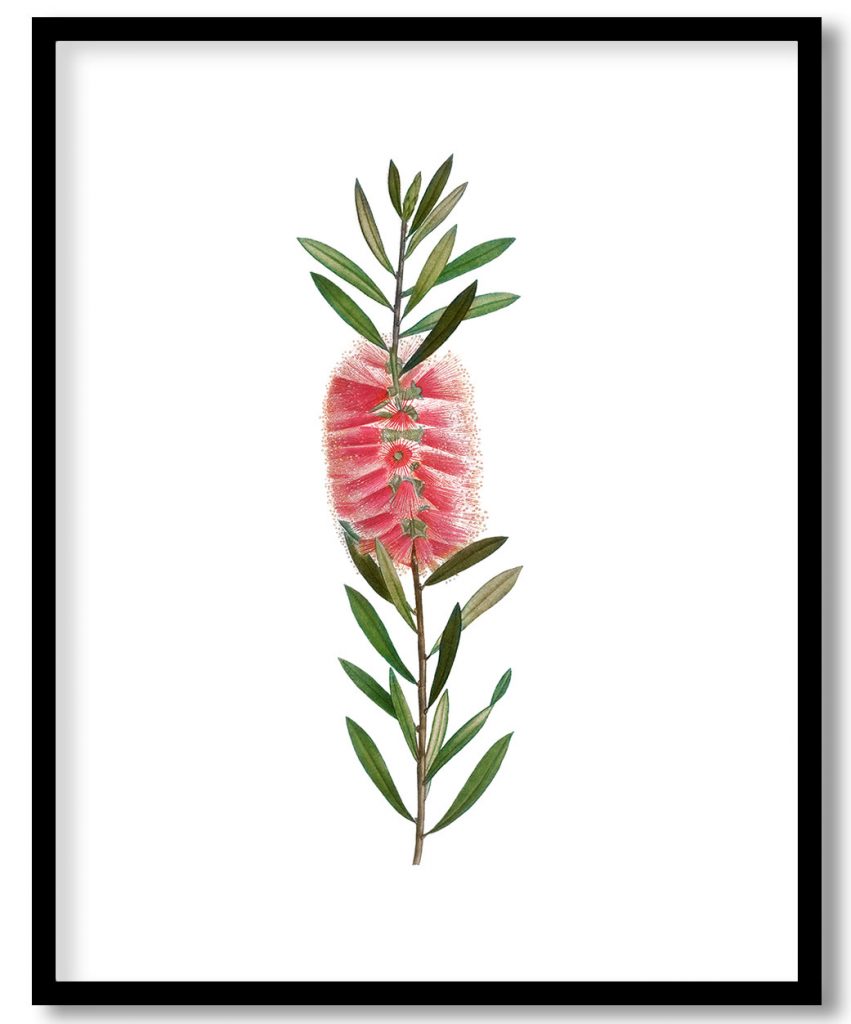 Metrosideros lophanta from Treatise On Trees And Shrubs Grown In Open Ground In France