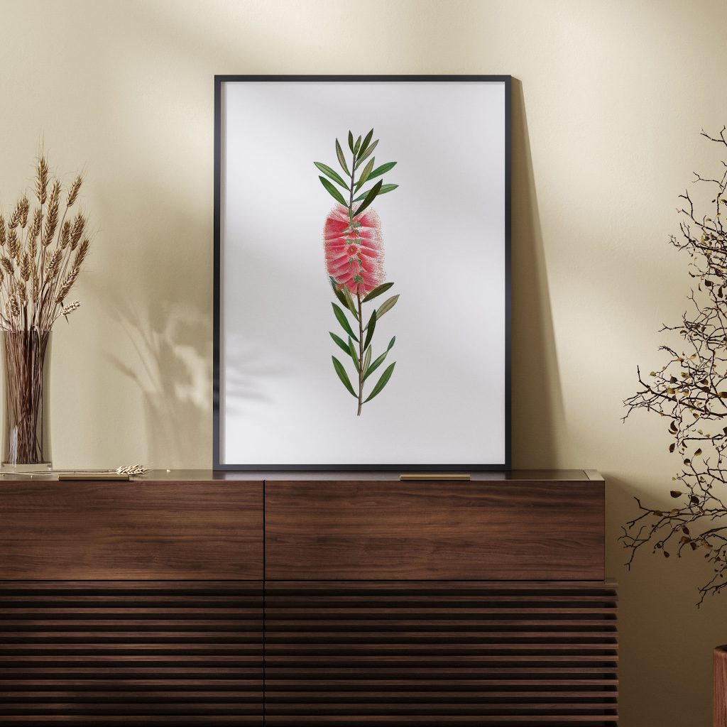 Botanical Pink Bottlebrush – Wall Painting