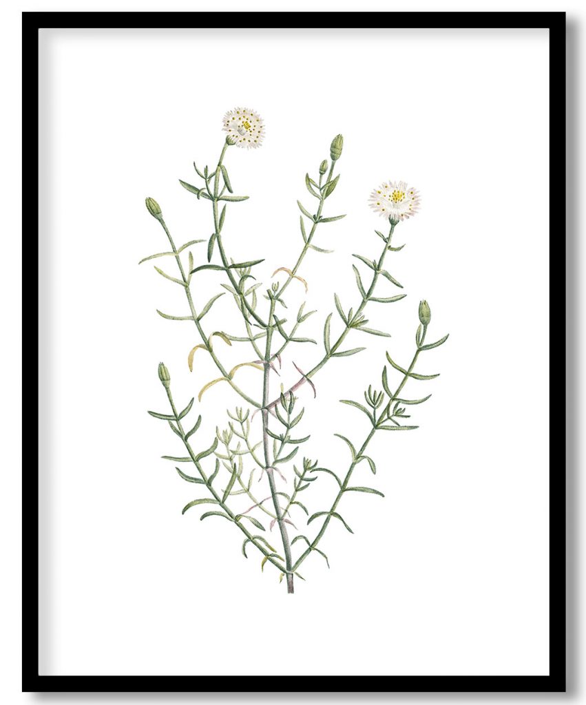 Mesembryanthemum Longistylum from Histoire des Plantes Grasses (1799) by Pierre Joseph Redouté