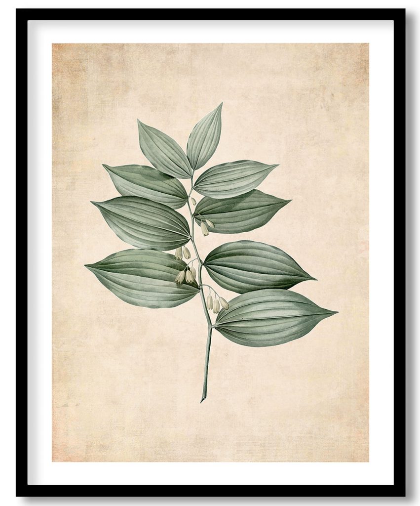 King Solomon's seal - Pressed Vintage Botanical