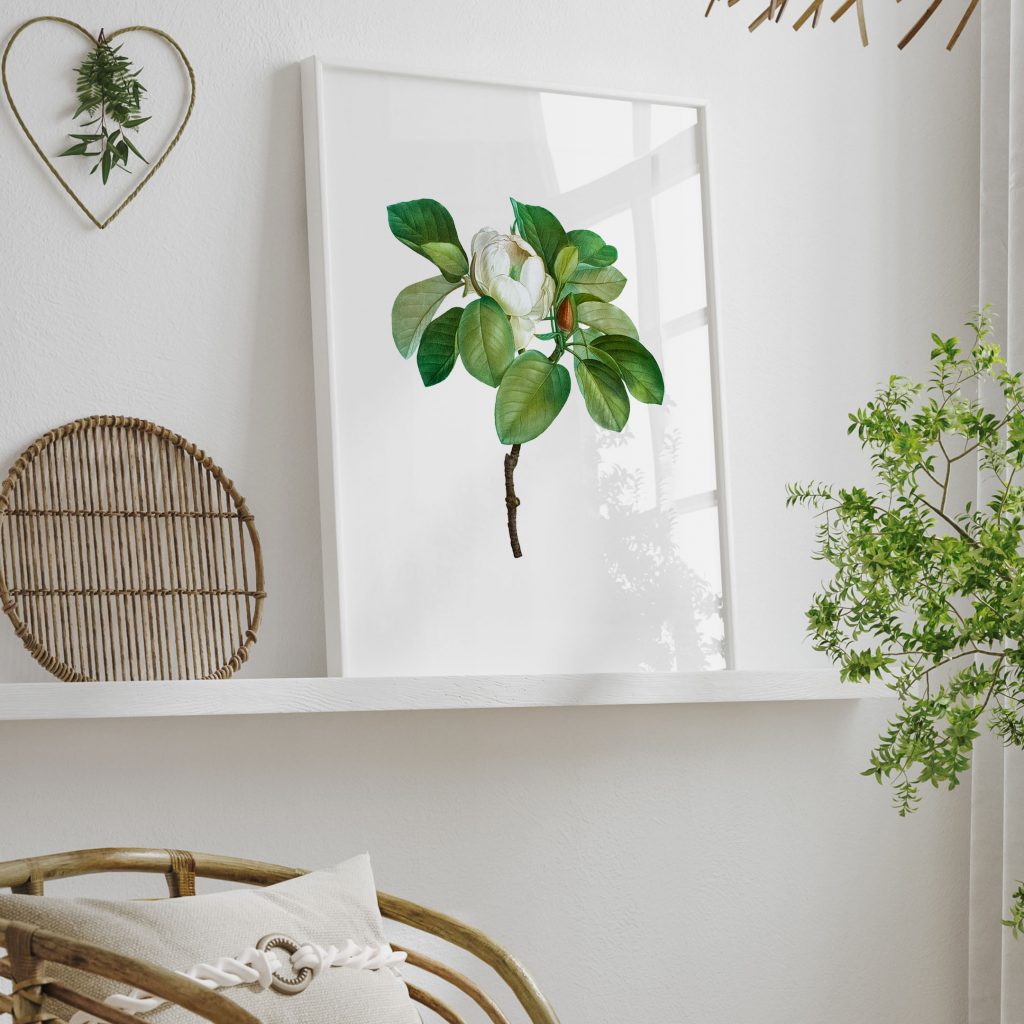Botanical White Magnolia Flower – Home Decor