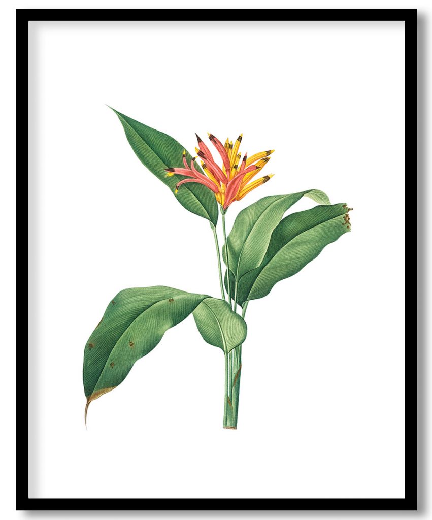 Lobster claws  from Les liliacées (1805) by Pierre Joseph Redouté