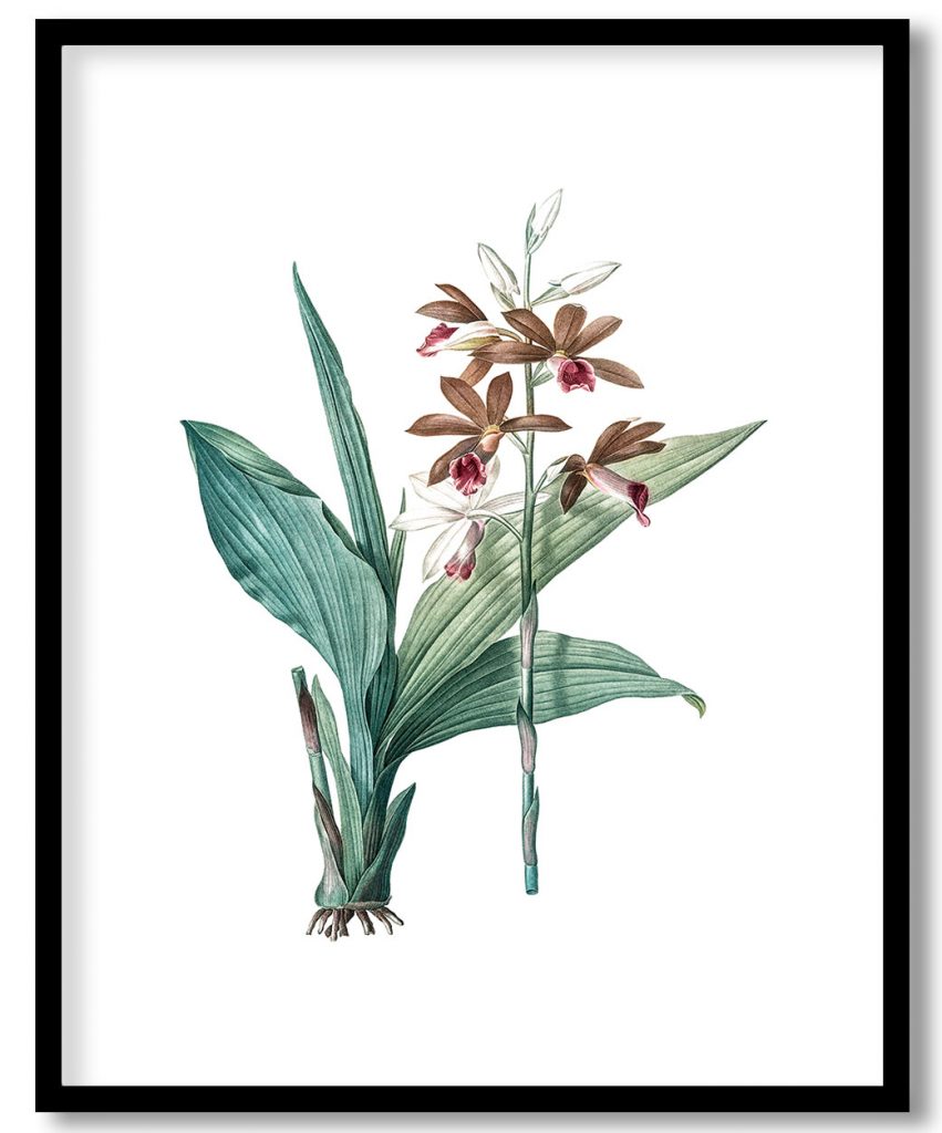 Limodorum tankervilleae from Les liliacées (1805) by Pierre Joseph Redouté