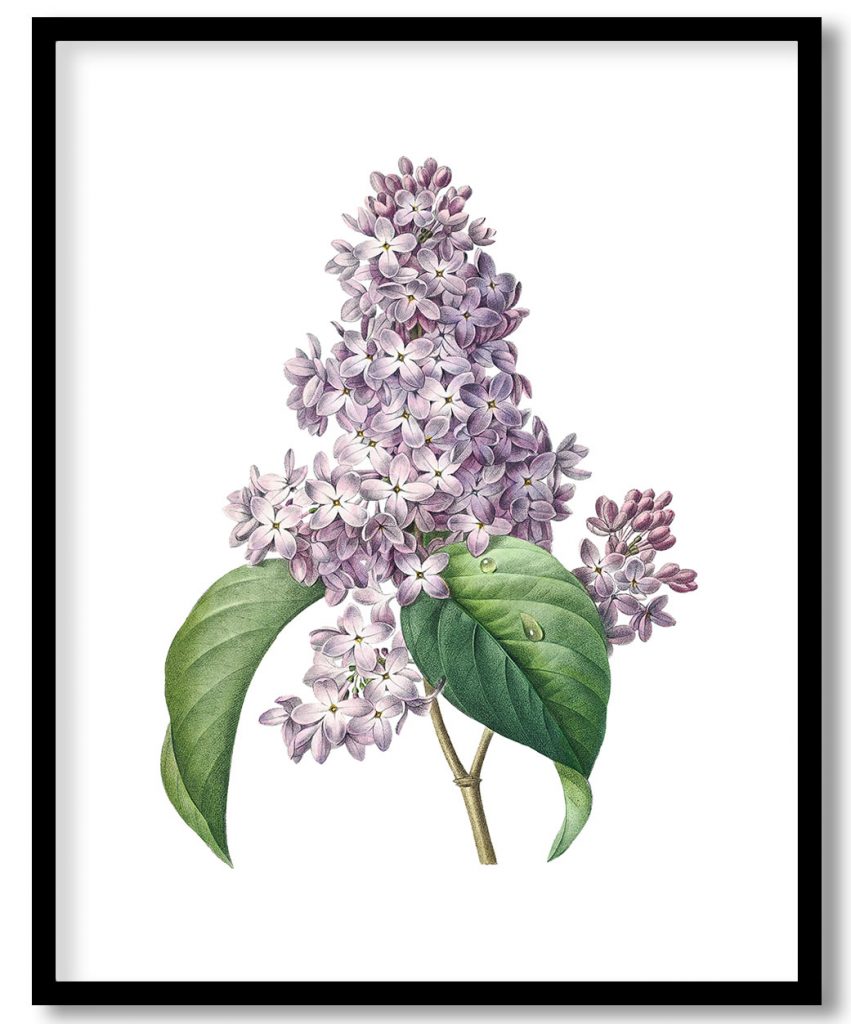 Lilac flower botanical by Pierre Joseph Redouté