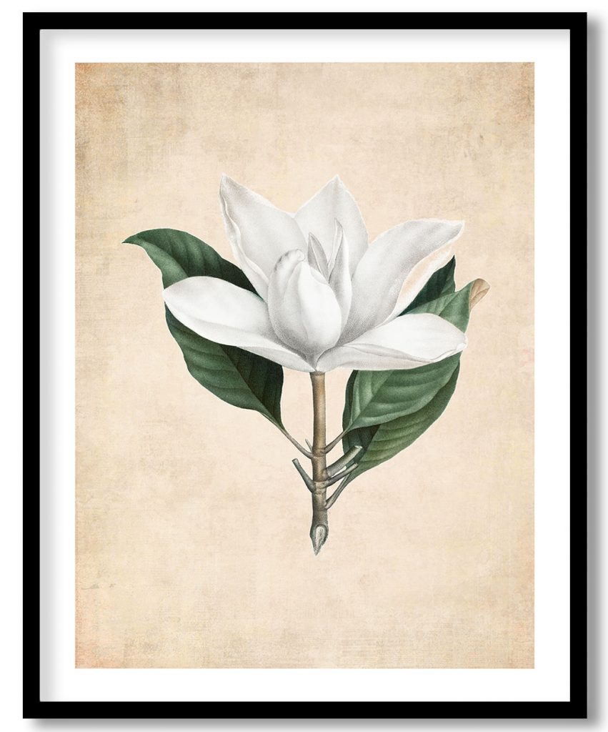 blooming southern magnolia - Pressed Vintage Botanical