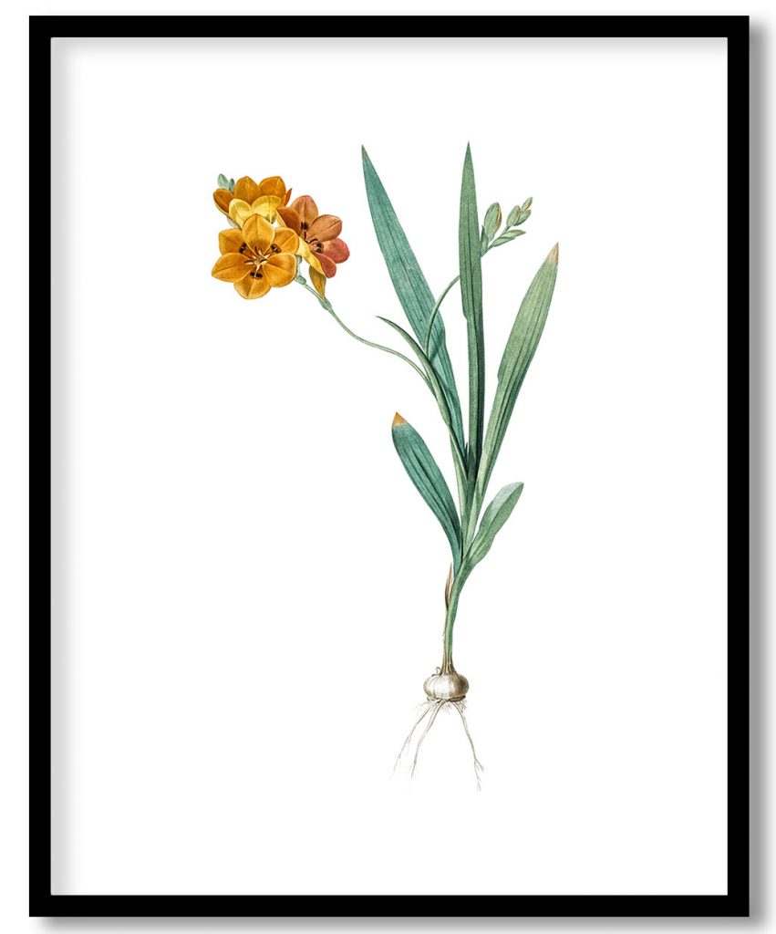 Ixia miniata  from Les liliacées (1805) by Pierre Joseph Redouté