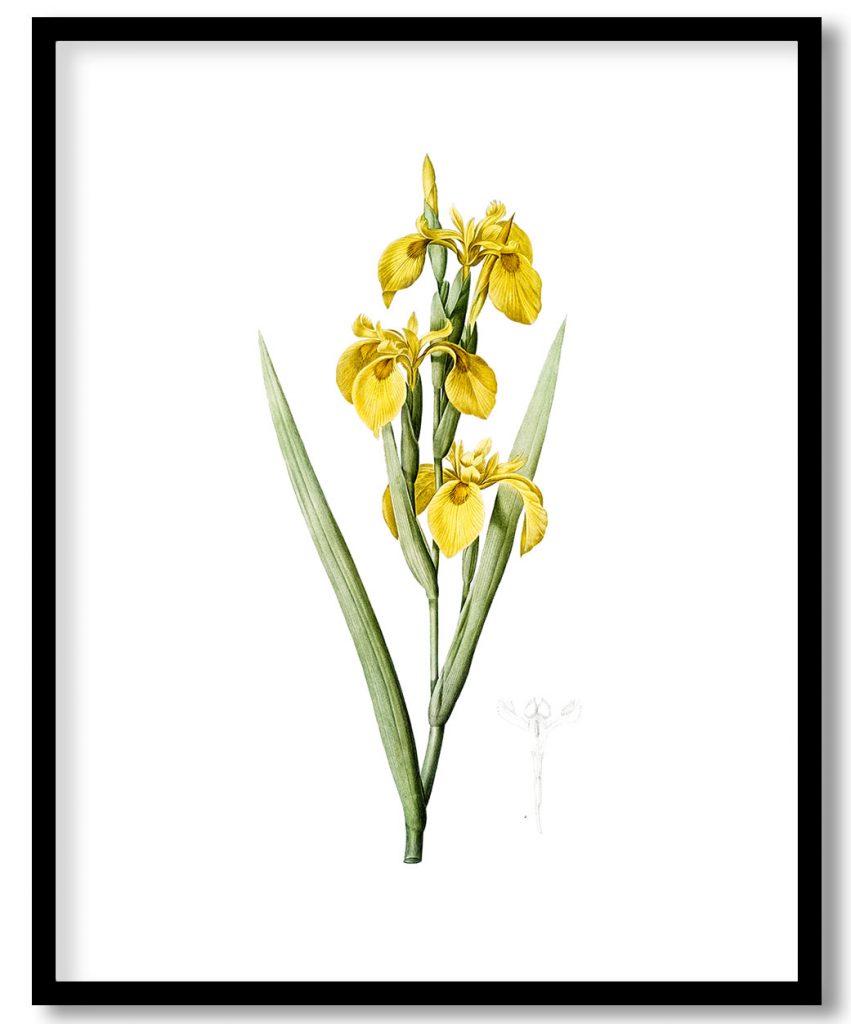 Irises from Les liliacées (1805) by Pierre Joseph Redouté