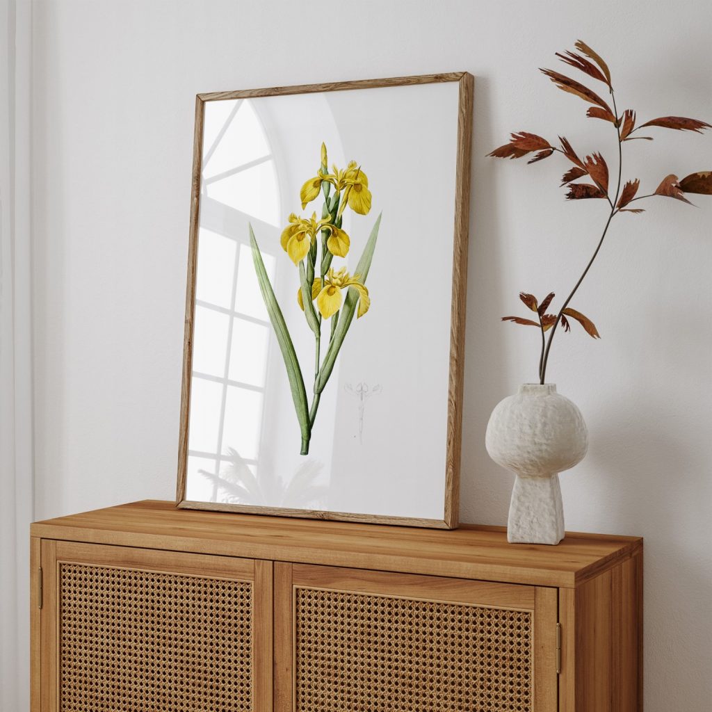 Irises from Les liliacées (1805) by Pierre Joseph Redouté