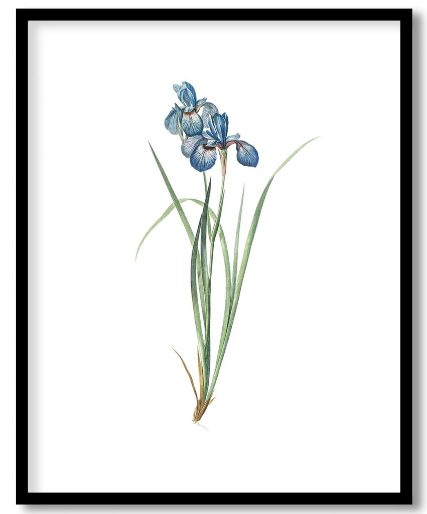 Iris pratensis from Les liliacées (1805) by Pierre Joseph Redouté