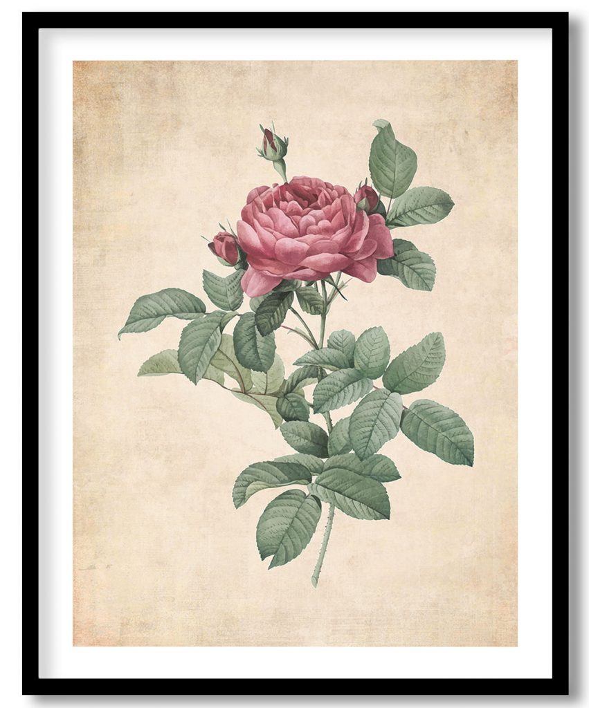 blooming red rose - Pressed Vintage Botanical
