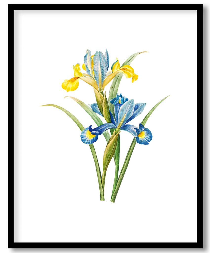 Iris flower