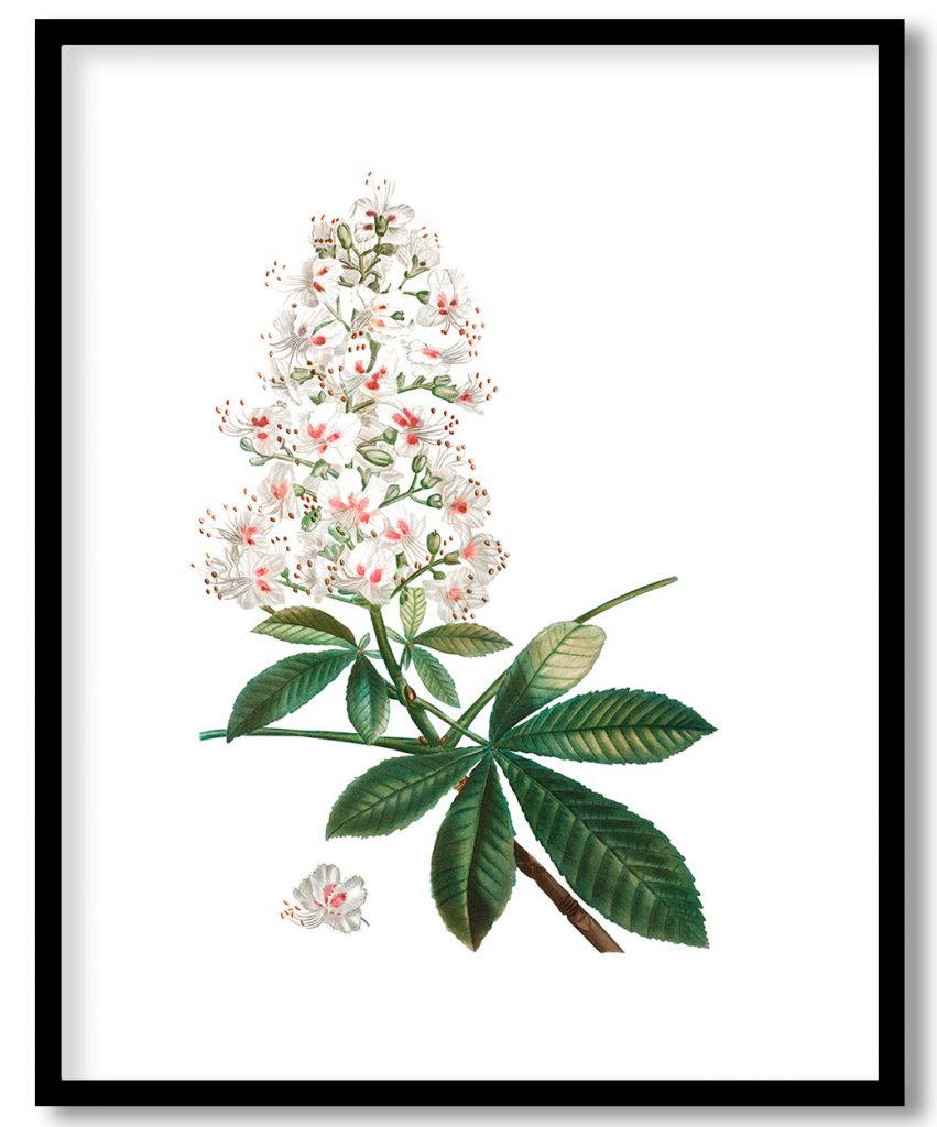 Horse chestnut (Hippocastanum vulgare) from Treatise On Trees And Shrubs Grown In Open Ground In France