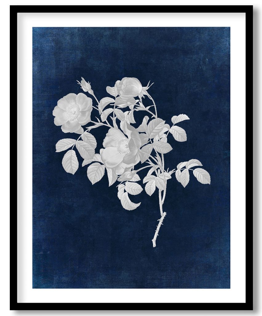Rose of Love, Rosa pumila from Les Roses - Indigo Pressed