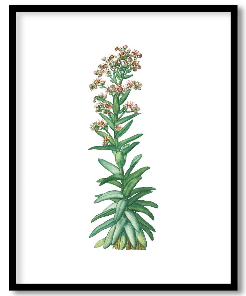 Hand drawn Sempervivum Tectorum (Common Houseleek)