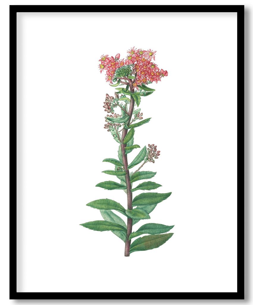 Hand drawn Sedum Telephium (Purple Emperor)