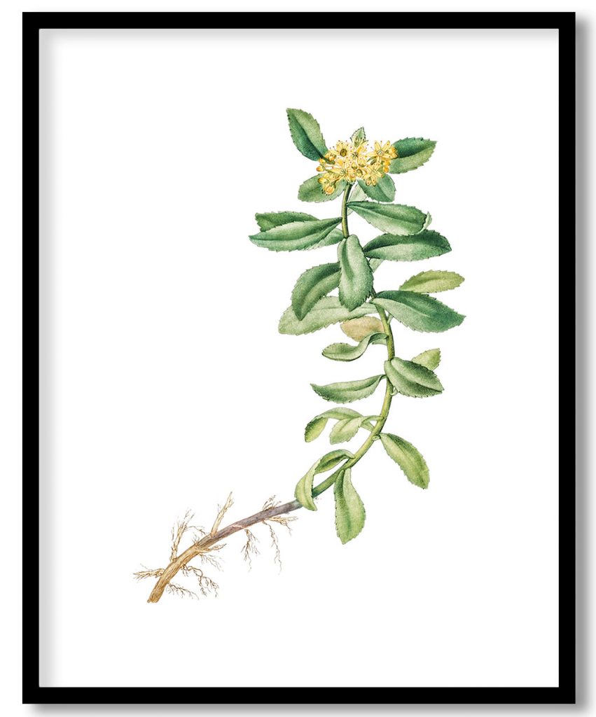 Hand drawn Sedum Aizoon (Aizoon Stonecrop)