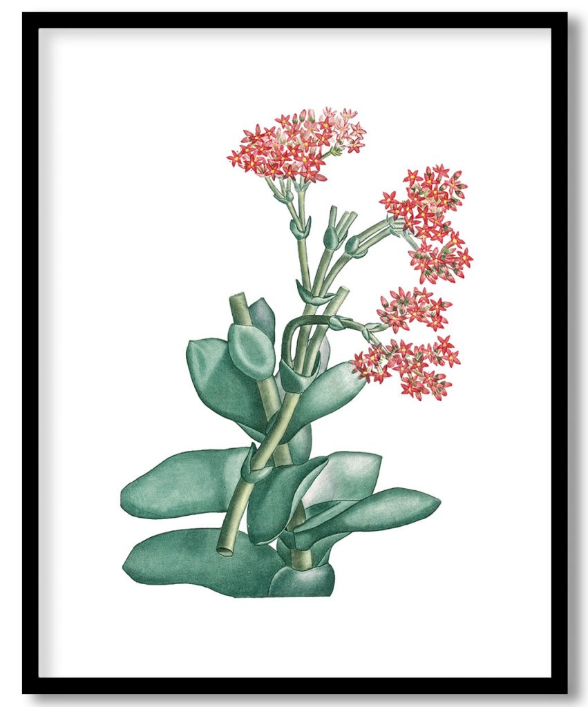 Hand drawn Rochea Falcata (Propeller Plant)