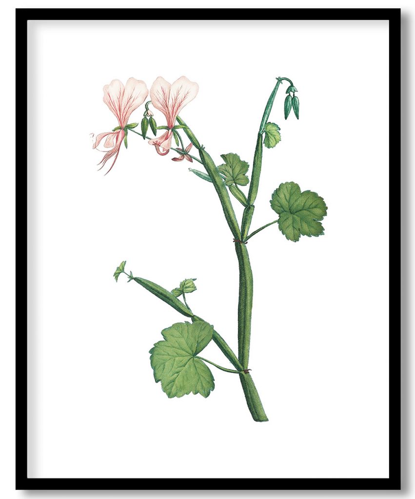 Hand drawn Pelargonium Tetragonum (Square–Stemmed Pelargonium)