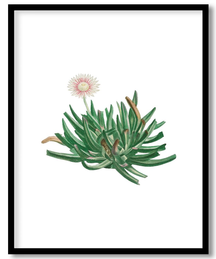 Hand drawn Mesembryanthemum Bellidiflorum (Acrodon Bellidiflorus)