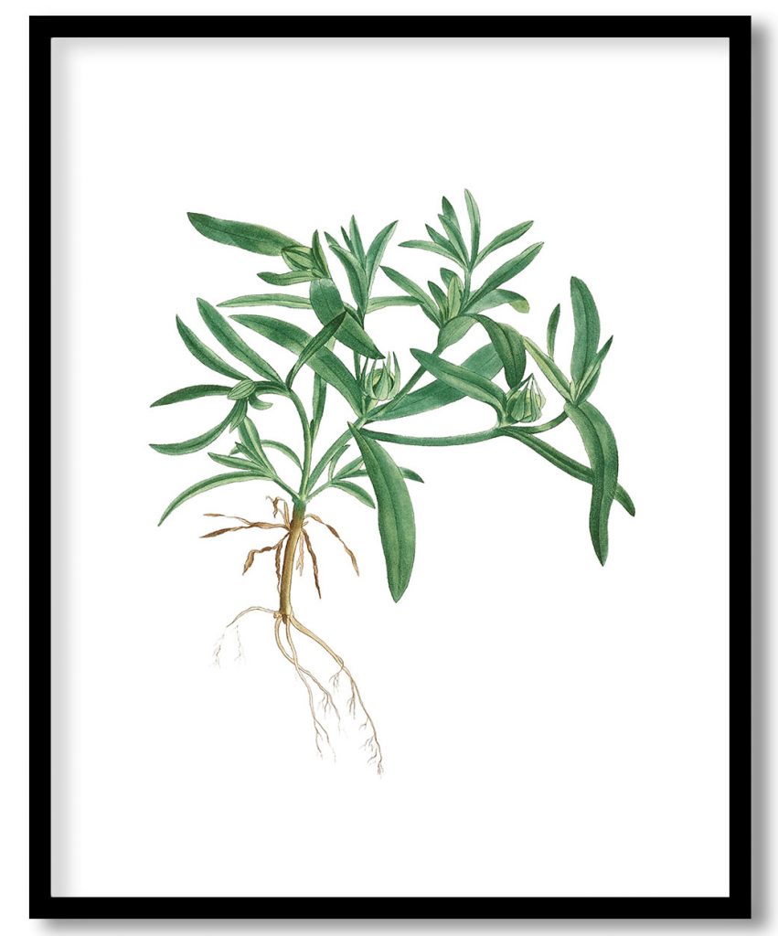 Hand drawn Aizoon Hifpanicum