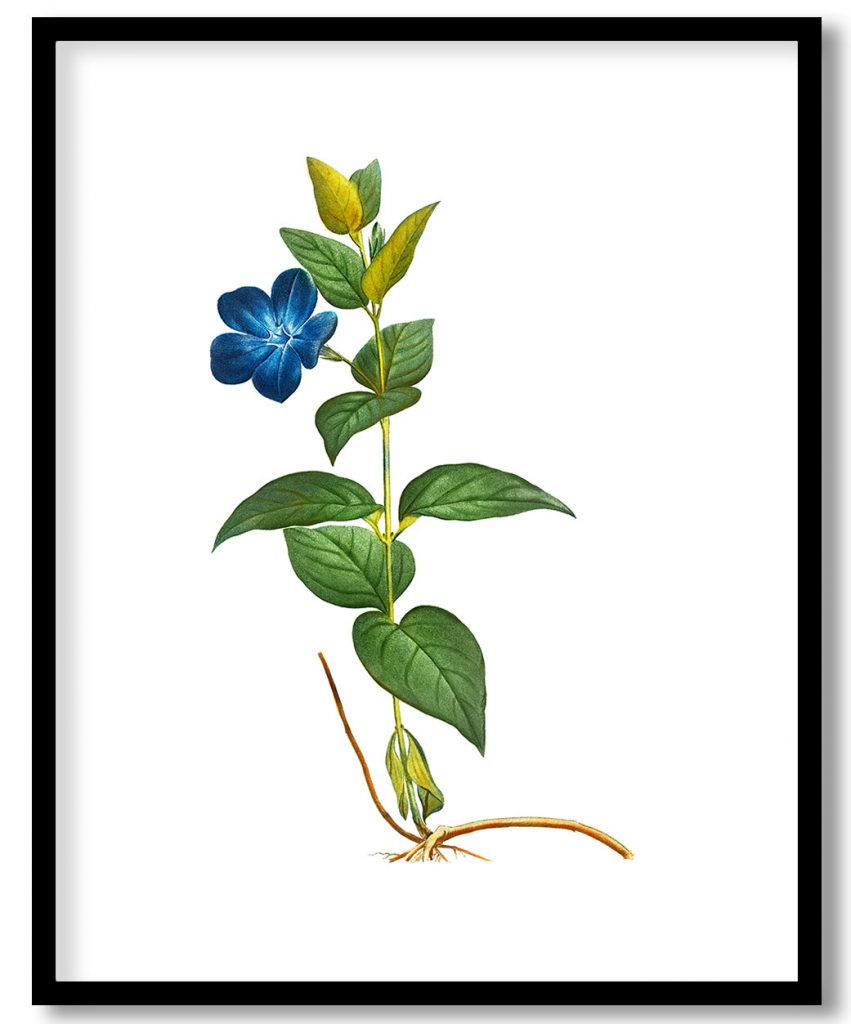 Greater periwinkle (Vinca major) from Treatise On Trees And Shrubs Grown In Open Ground In France