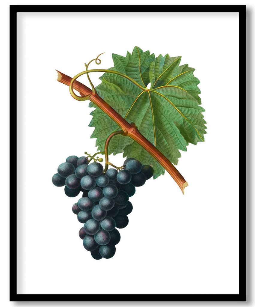 Grape vine, Vitis vinifera from Treatise On Trees And Shrubs Grown In Open Ground In France #654