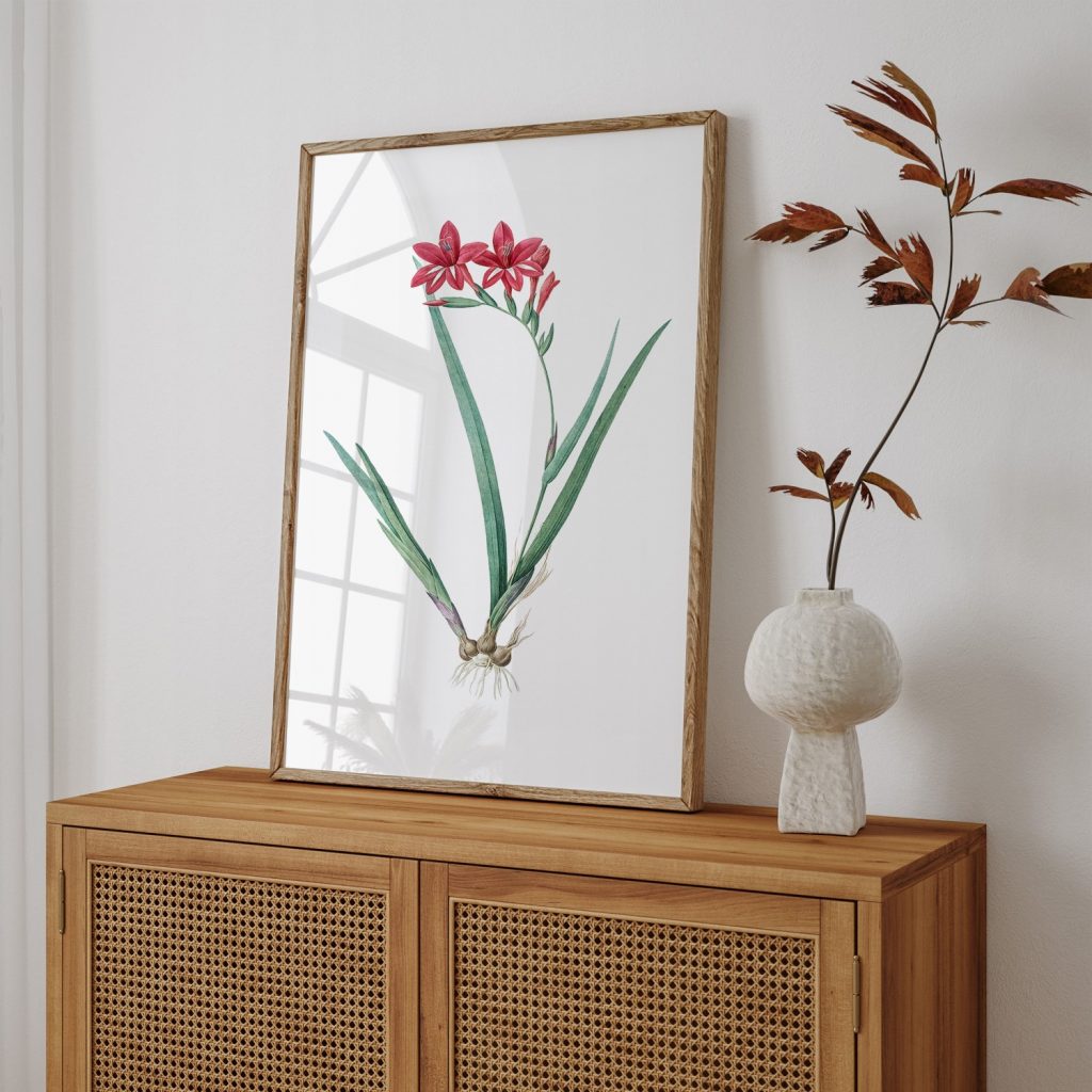 Gladiolus cardinalis from Les liliacées (1805) by Pierre Joseph Redouté