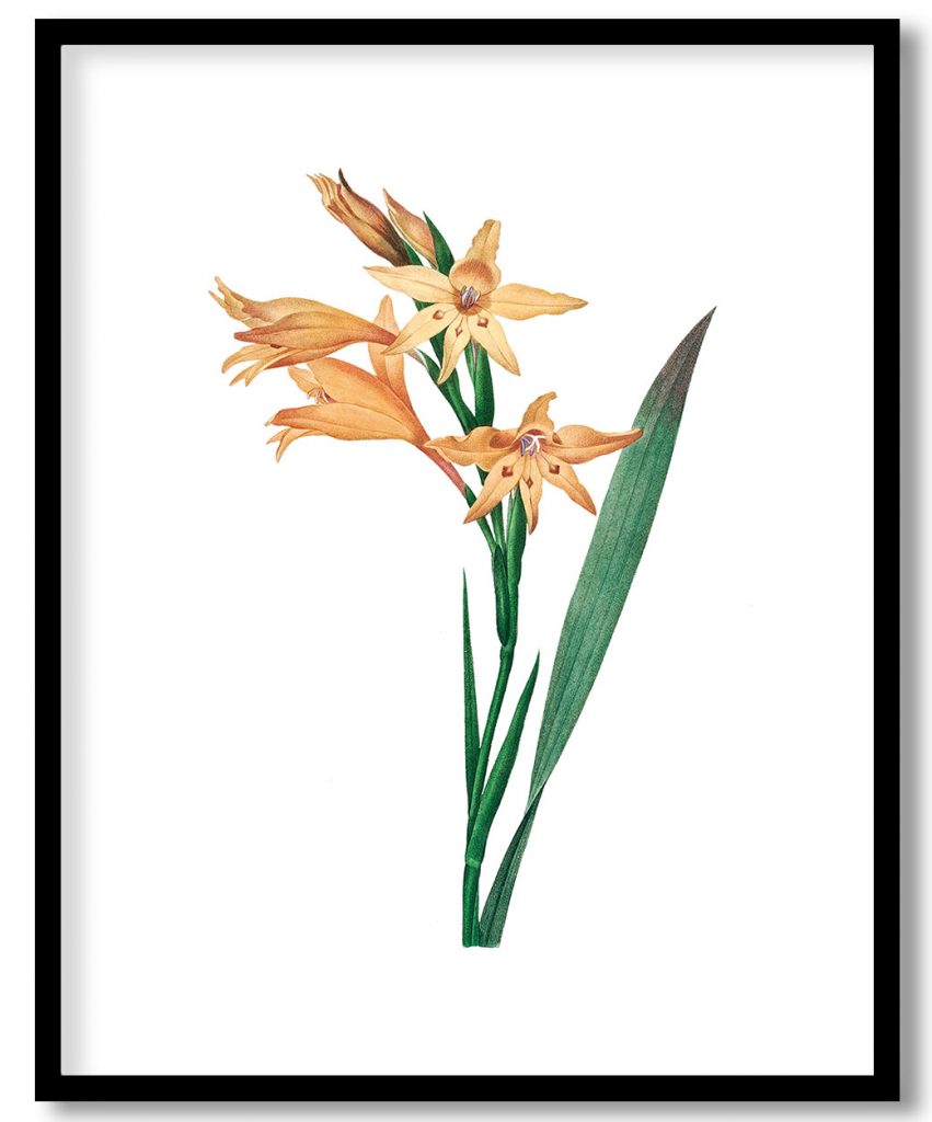 Gladiolus by Pierre Joseph Redouté (1759–1840)