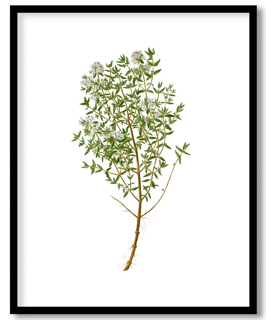 Garden thyme, Thymus vulgaris from Treatise On Trees And Shrubs Grown In Open Ground In France