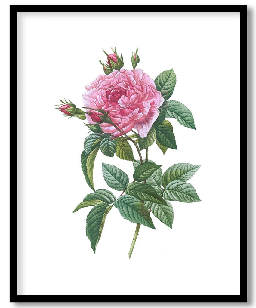 Gallic Rose, Rosa gallica regalis from Les Roses (1817–1824) by Pierre Joseph Redouté