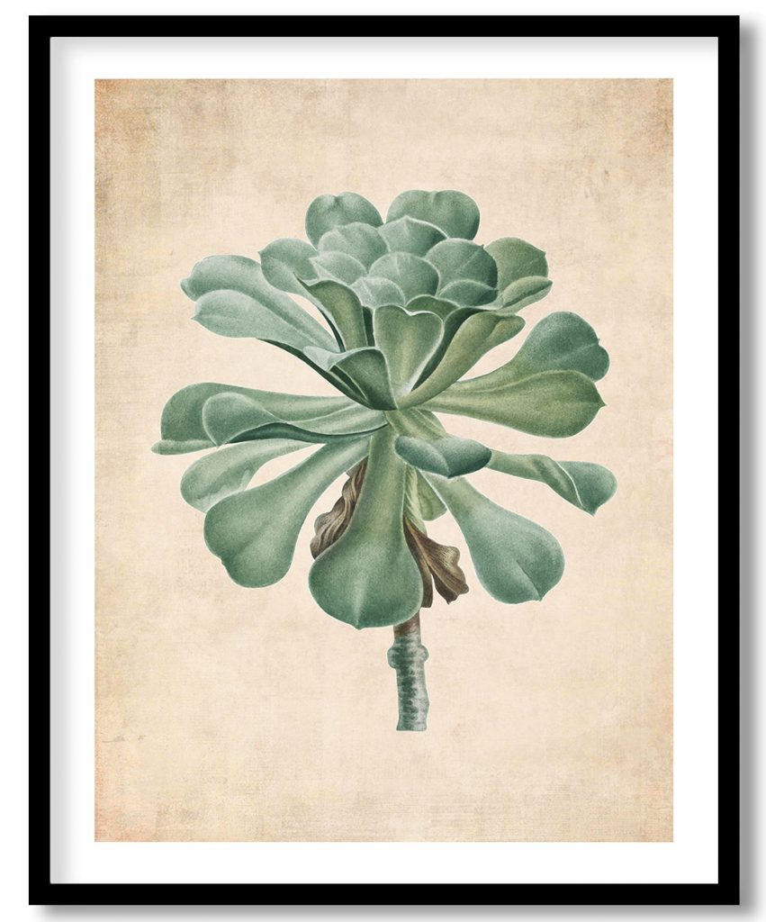 Sempervivum Canariense - Pressed Vintage Botanical