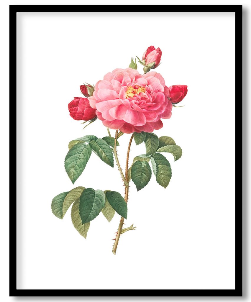 Gallic Rose, also known as the Duchess of Orleans (Rosa Gallica Aurelianensis)