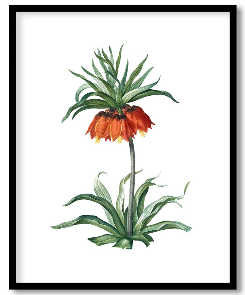 Fritillaries from Les liliacées (1805) by Pierre Joseph Redouté