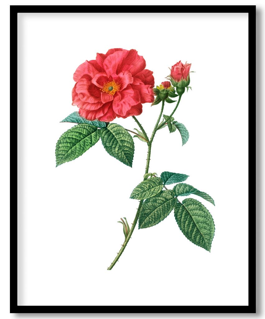 French rose (Rosa gallica) from Treatise On Trees And Shrubs Grown In Open Ground In France