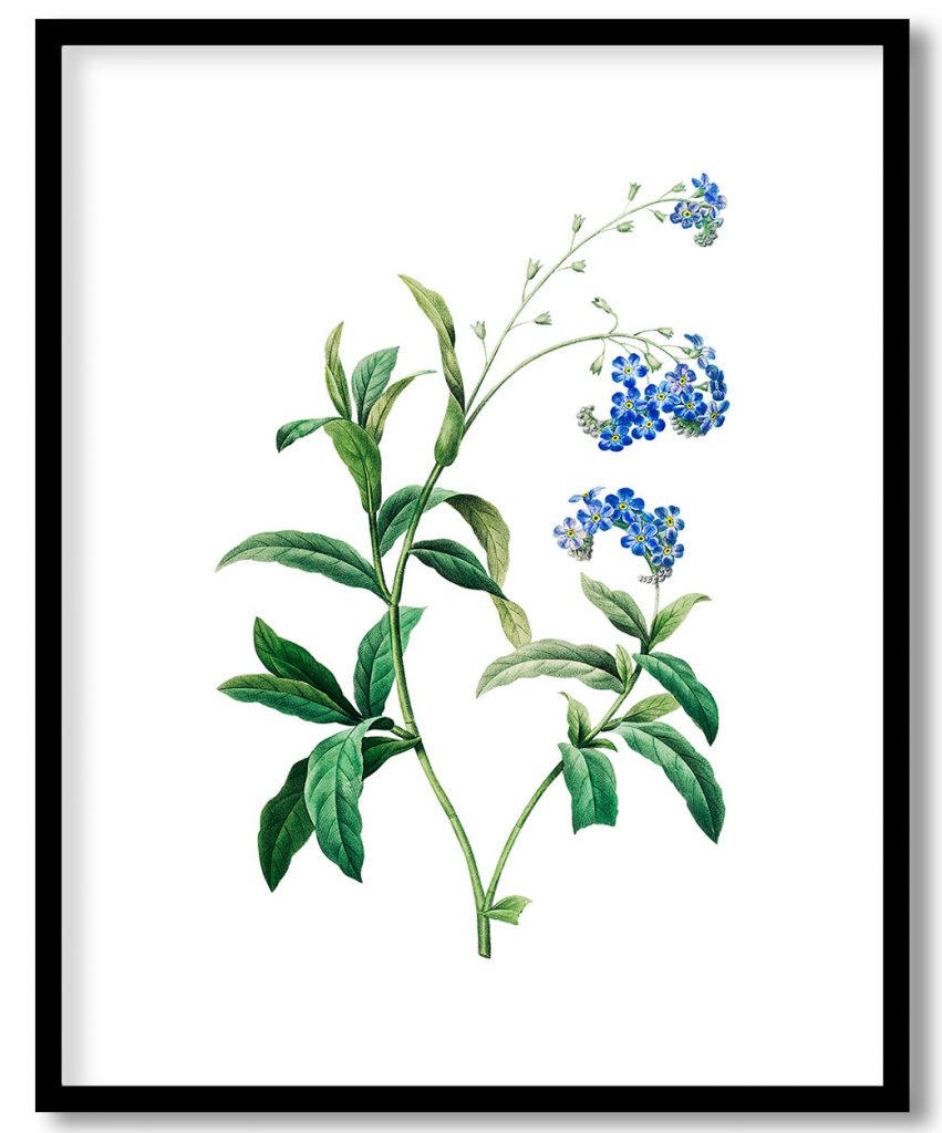 Forget me not flower botanical by Pierre Joseph Redouté