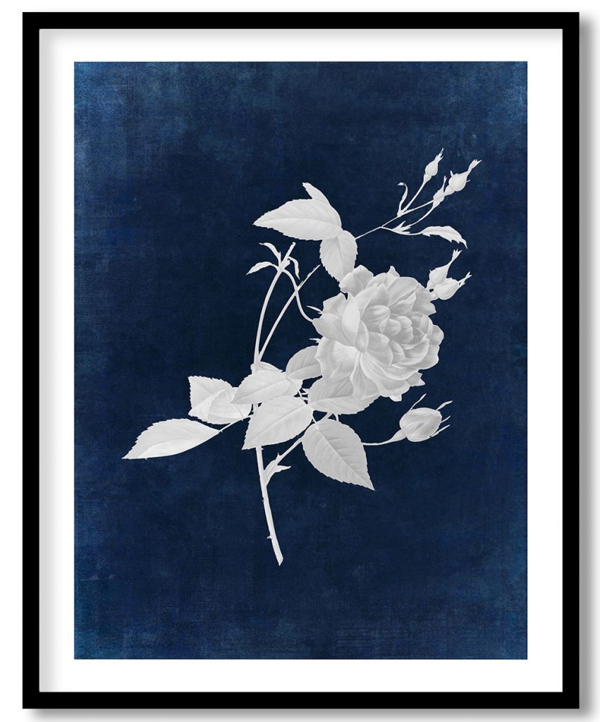 Rosa indica cruenta (Rosebush of Bengal with Crimson-of-Blood Flowers) - Indigo Pressed