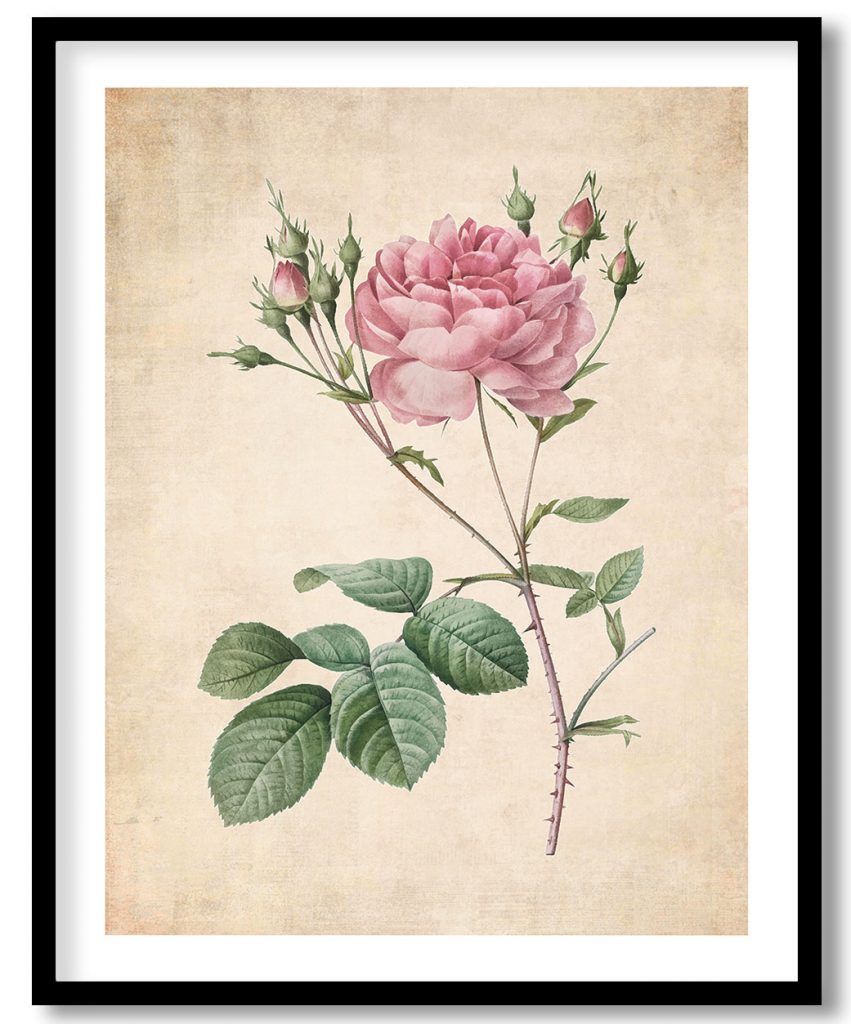 Rosa Centifolia Anglica Rubra - Pressed Vintage Botanical