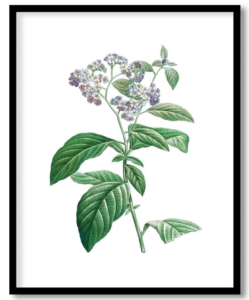 Forget Me Not by Pierre Joseph Redouté (1759–1840)