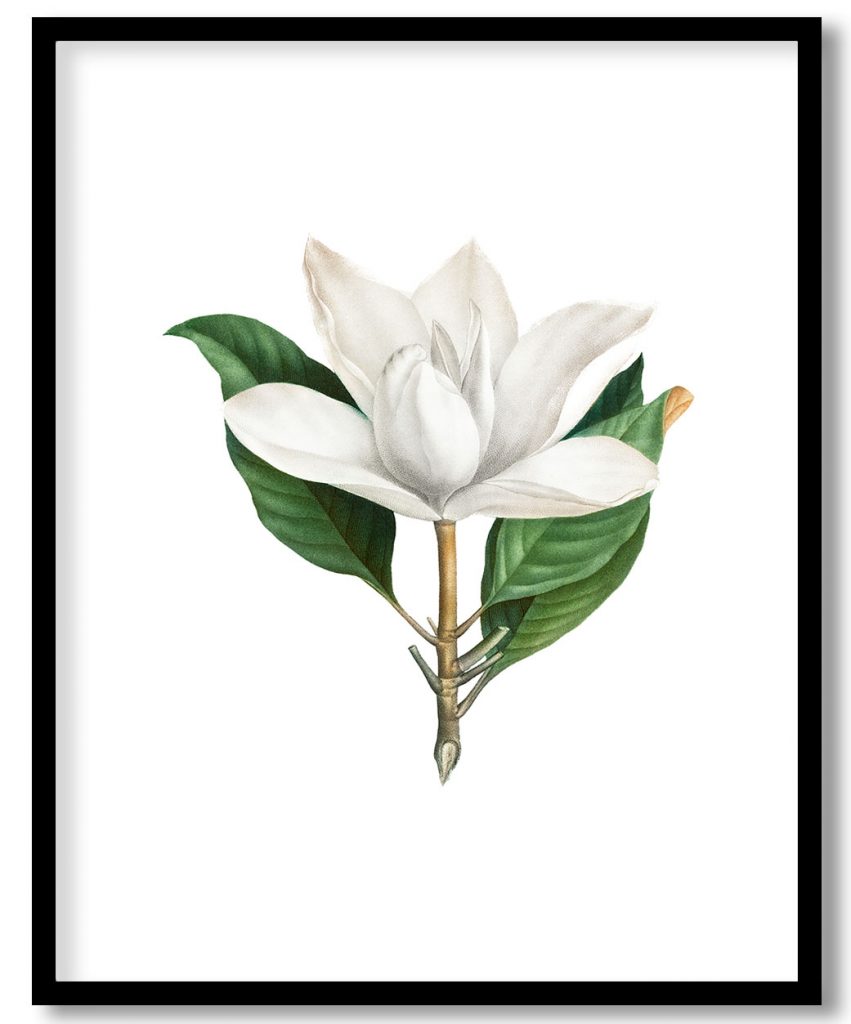 Vintage blooming southern magnolia